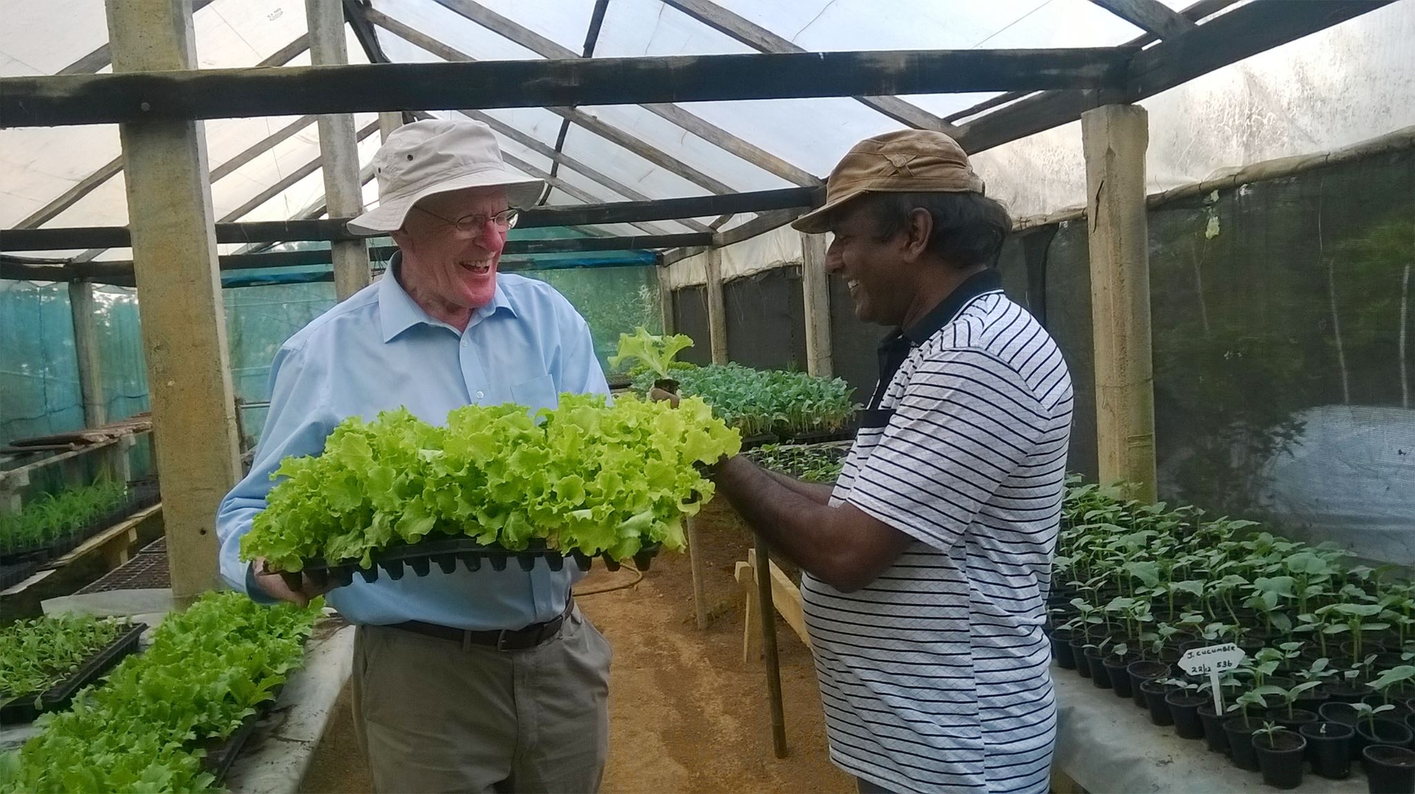 Vegetable Farming Terraces Nuwara Eliya